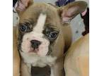 French Bulldog Puppy for sale in Sweetwater, TN, USA