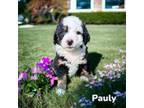 Aussiedoodle Puppy for sale in Louisville, KY, USA