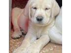 Labrador Retriever Puppy for sale in Ramseur, NC, USA