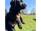 Labrador Retriever Puppy for sale in West Winfield, NY, USA