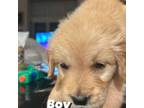 Golden Retriever Puppy for sale in Walnut, CA, USA