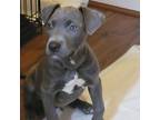 American Pit Bull Terrier Puppy for sale in Jersey City, NJ, USA