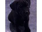 Cane Corso Puppy for sale in Elyria, OH, USA
