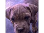 Cane Corso Puppy for sale in Elyria, OH, USA