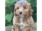 Mutt Puppy for sale in Home, PA, USA
