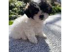 Zuchon Puppy for sale in Greensboro, NC, USA