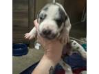 Great Dane Puppy for sale in Georgetown, KY, USA