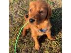 Golden Retriever Puppy for sale in Cartersville, GA, USA