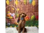 Goldendoodle Puppy for sale in Lake Mary, FL, USA