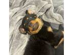 Rottweiler Puppy for sale in Greenville, SC, USA