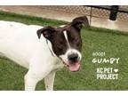 Adopt Gumby a Mixed Breed