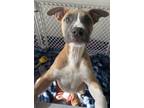 Adopt Stimpy a Pit Bull Terrier, Mixed Breed