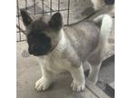 Akita Puppy for sale in Montevallo, AL, USA