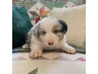 Australian Shepherd Puppy for sale in Marysville, WA, USA