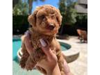 Poodle (Toy) Puppy for sale in Katy, TX, USA