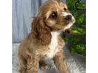 Cocker Spaniel Puppy for sale in Greenwood, IN, USA