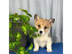 Pembroke Welsh Corgi Puppy for sale in Greenwood, IN, USA