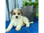 Mutt Puppy for sale in Greenwood, IN, USA