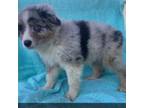 Australian Shepherd Puppy for sale in Tonasket, WA, USA