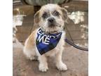 Adopt Dora Pup - Tico a Jack Russell Terrier, Lhasa Apso