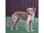 Adopt Jerry - Adopted! a Spaniel, Shepherd