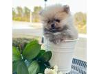 Pomeranian Puppy for sale in Chesnee, SC, USA