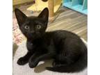 Adopt Rajah a Domestic Short Hair