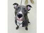 Adopt Arthur a Pit Bull Terrier, Mixed Breed