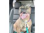 Adopt Brock a Pit Bull Terrier, Mixed Breed
