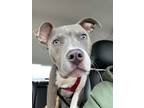 Adopt Nash a Pit Bull Terrier, Mixed Breed