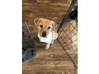 Adopt Finn (Lone Star Litter) a Shepherd, Labrador Retriever