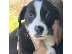 Adopt Levi a Border Collie, Rottweiler