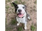 Adopt Loki a Pit Bull Terrier