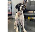 Adopt Cornchip (Bruce) a Pointer, Hound