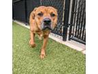 Adopt Runt a Mixed Breed