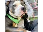 Adopt Boogie a Pit Bull Terrier