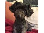 Adopt Clipper a Poodle, Mixed Breed