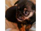 Chihuahua Puppy for sale in Woburn, MA, USA