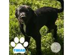 Adopt Finian a Labrador Retriever