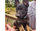 German Shepherd Dog Puppy for sale in Marydel, MD, USA