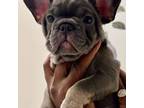French Bulldog Puppy for sale in Miramar, FL, USA