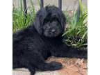 Mutt Puppy for sale in Social Circle, GA, USA
