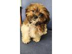 Adopt Friend a Shih Tzu