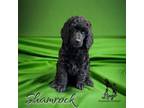 Shamrock