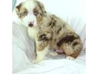 Australian Shepherd Puppy for sale in Russellville, KY, USA
