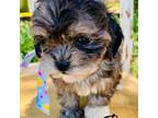 Shih-Poo Puppy for sale in Greenbrier, AR, USA
