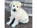 Great Pyrenees Puppy for sale in North Branch, MN, USA
