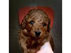 Mutt Puppy for sale in Crawfordsville, IA, USA
