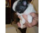 Chihuahua Puppy for sale in Young Harris, GA, USA