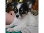 Chihuahua Puppy for sale in Young Harris, GA, USA